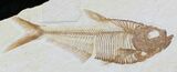 Multiple Diplomystus Fossil Fish #32746-1